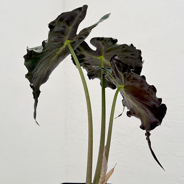 アロカシア：ヴェノム　4号鉢植え26-06