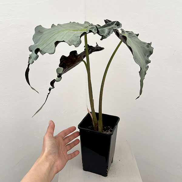 アロカシア：ヴェノム　4号鉢植え26-06