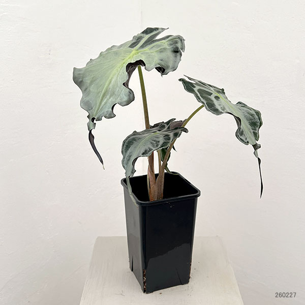 アロカシア：ヴェノム　4号鉢植え26-07