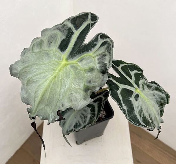 アロカシア：ヴェノム　4号鉢植え26-07