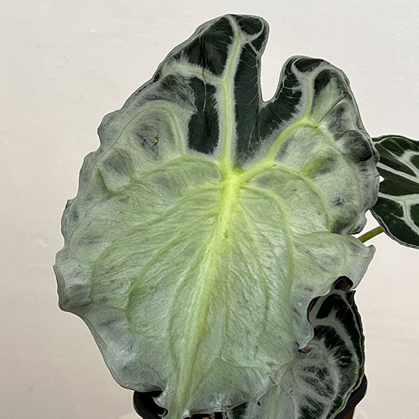 アロカシア：ヴェノム　4号鉢植え26-07