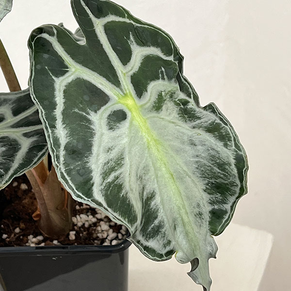 アロカシア：ヴェノム　4号鉢植え26-07