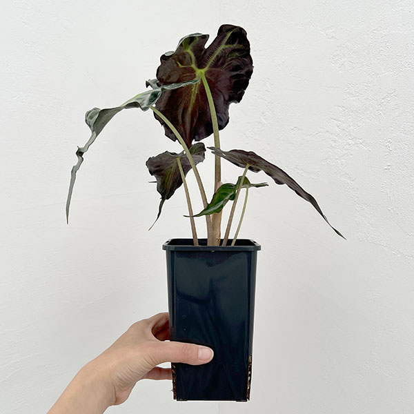 アロカシア：ヴェノム　4号鉢植え26-07