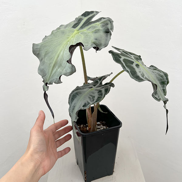 アロカシア：ヴェノム　4号鉢植え26-07