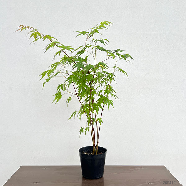 モミジ（カエデ）：イロハモミジ5本植え3号ポット