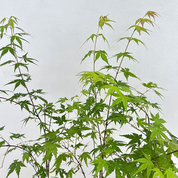 モミジ（カエデ）：イロハモミジ5本植え3号ポット