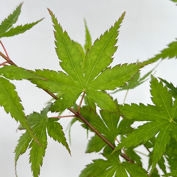 モミジ（カエデ）：イロハモミジ5本植え3号ポット