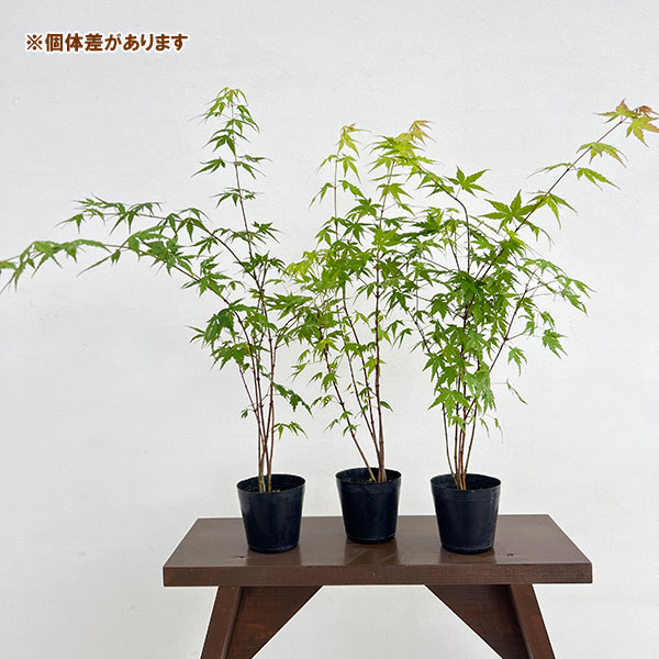 モミジ（カエデ）：イロハモミジ5本植え3号ポット