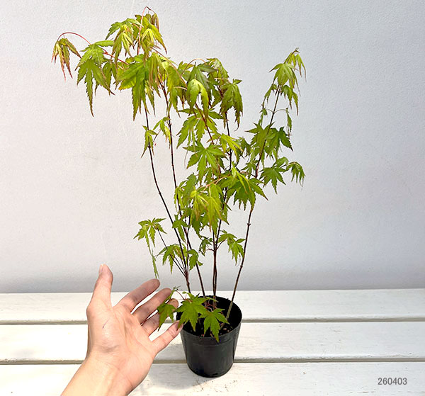 モミジ(カエデ):イロハモミジ5本植え3号ポット