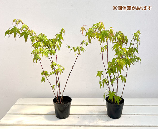 モミジ(カエデ):イロハモミジ5本植え3号ポット