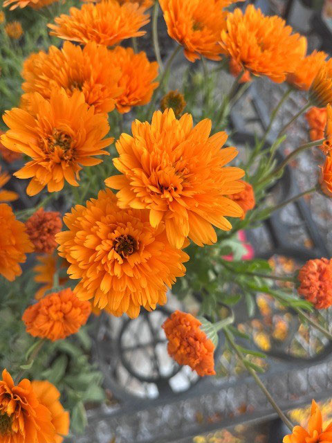 ディモルフォセカ：ミミ　オレンジ　3.5号ポット