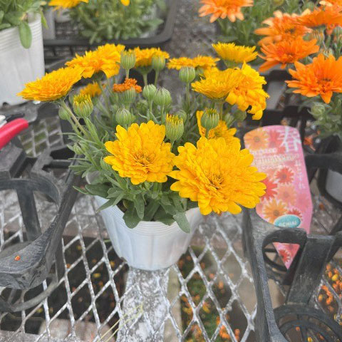 ディモルフォセカ：ミミ　イエロー　3.5号ポット