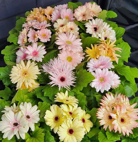 [26年3月中下旬予約]ミニガーベラ：ナカノセレクション パステル系花色ミックス3号ポット