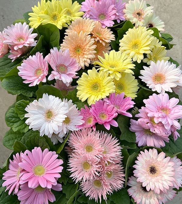 ミニガーベラ：ナカノセレクション パステル系花色ミックス3号ポット