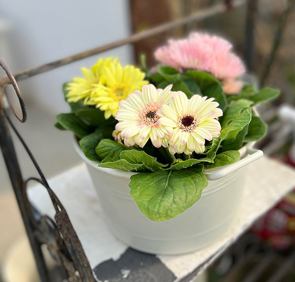 ミニガーベラ：ナカノセレクション パステル系花色ミックス3号ポット