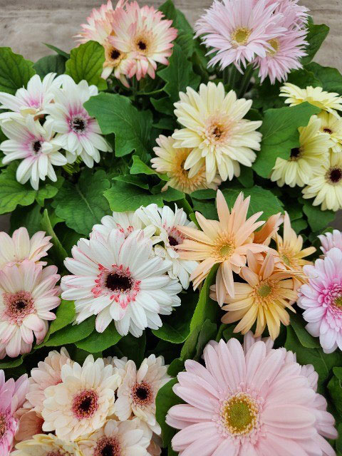 [26年3月中下旬予約]ミニガーベラ：ナカノセレクション パステル系花色ミックス3号ポット