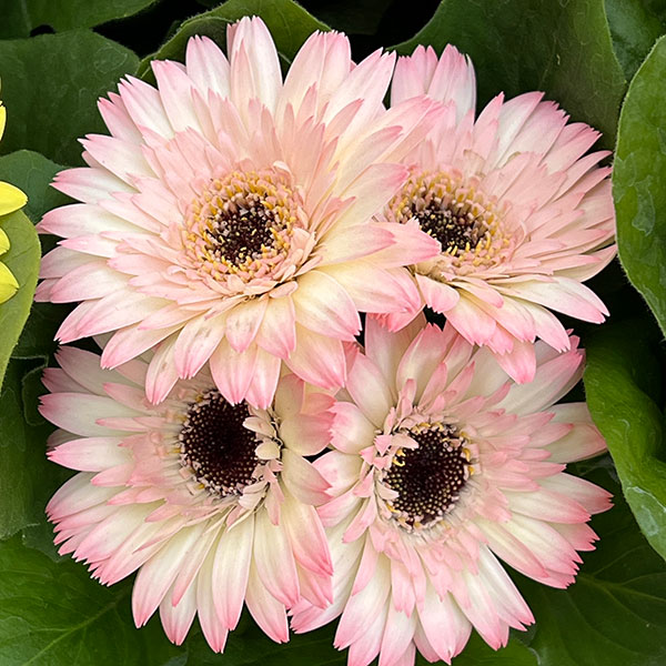 ミニガーベラ：ナカノセレクション パステル系花色ミックス3号ポット