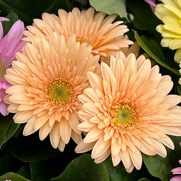 ミニガーベラ：ナカノセレクション パステル系花色ミックス3号ポット