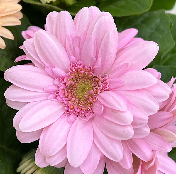 ミニガーベラ：ナカノセレクション パステル系花色ミックス3号ポット