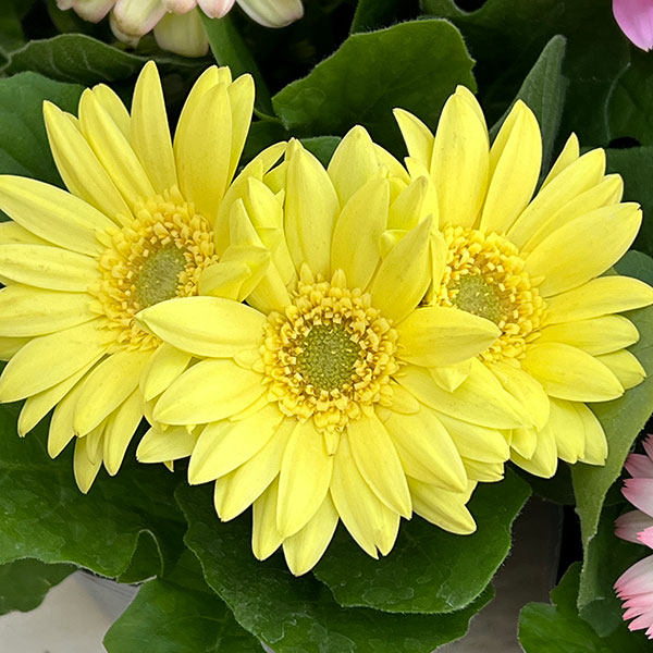 ミニガーベラ：ナカノセレクション パステル系花色ミックス3号ポット