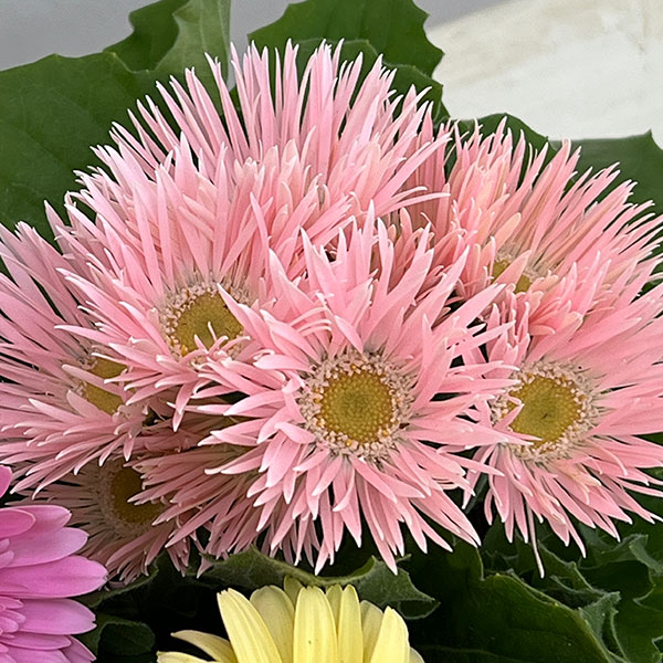 ミニガーベラ：ナカノセレクション パステル系花色ミックス3号ポット