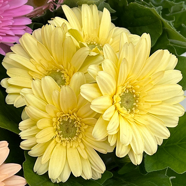 ミニガーベラ：ナカノセレクション パステル系花色ミックス3号ポット