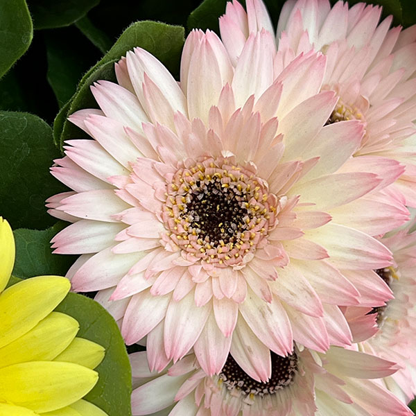 ミニガーベラ：ナカノセレクション パステル系花色ミックス3号ポット