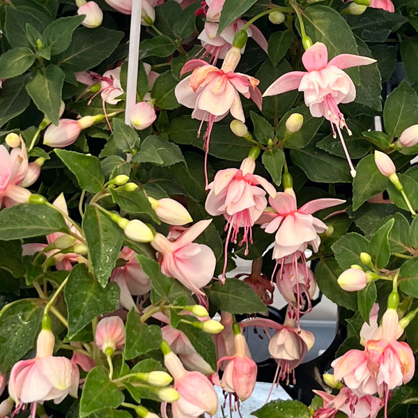 フクシア(ホクシア):バレリーナ クーペ(ライトピンク・ホワイト) 3.5号ポット