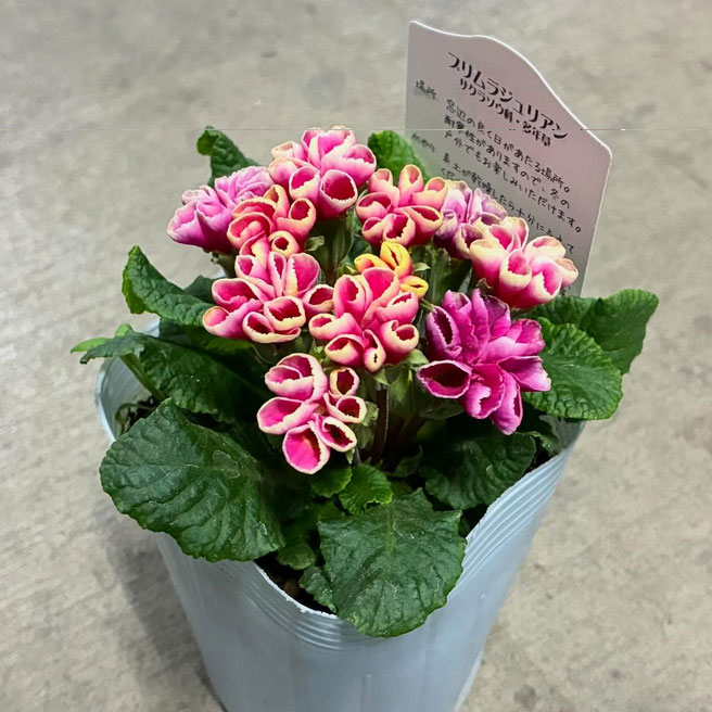 プリムラ　ジュリアン：星咲きふくりんりん3号ポット