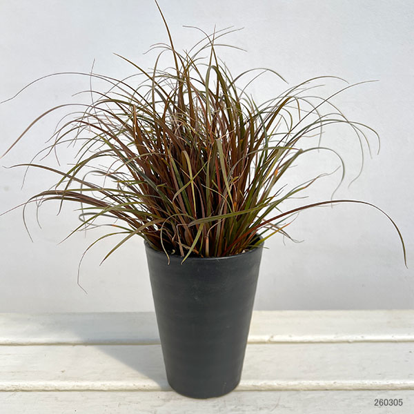 ウンシニア:ファイアーダンス4号セラアート鉢植え