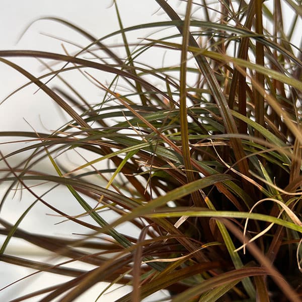 ウンシニア:ファイアーダンス4号セラアート鉢植え