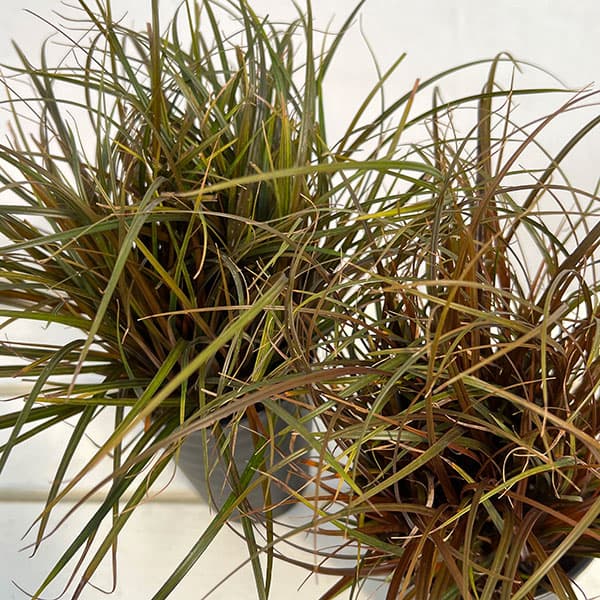 ウンシニア:ファイアーダンス4号セラアート鉢植え