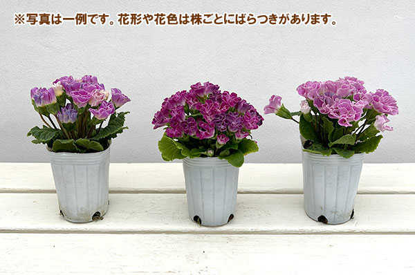 プリムラ ：ハートカクテル　パープル系　2.5号ポット