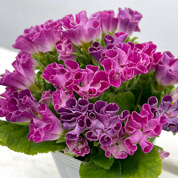 プリムラ ：ハートカクテル　パープル系　2.5号ポット