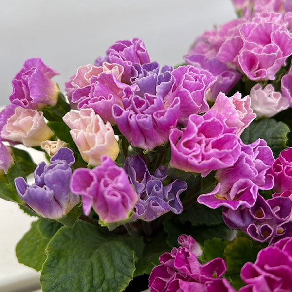 プリムラ ：ハートカクテル　パープル系　2.5号ポット