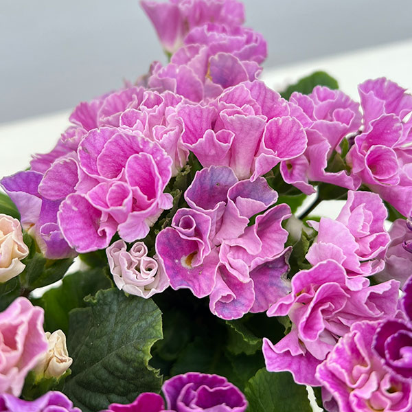 プリムラ ：ハートカクテル　パープル系　2.5号ポット