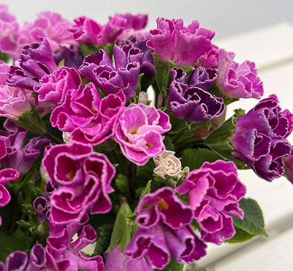 プリムラ ：ハートカクテル　パープル系　2.5号ポット