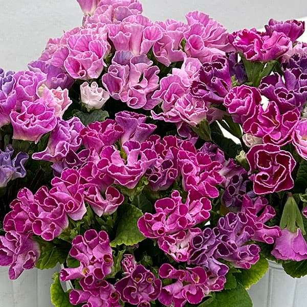 プリムラ ：ハートカクテル　パープル系　2.5号ポット