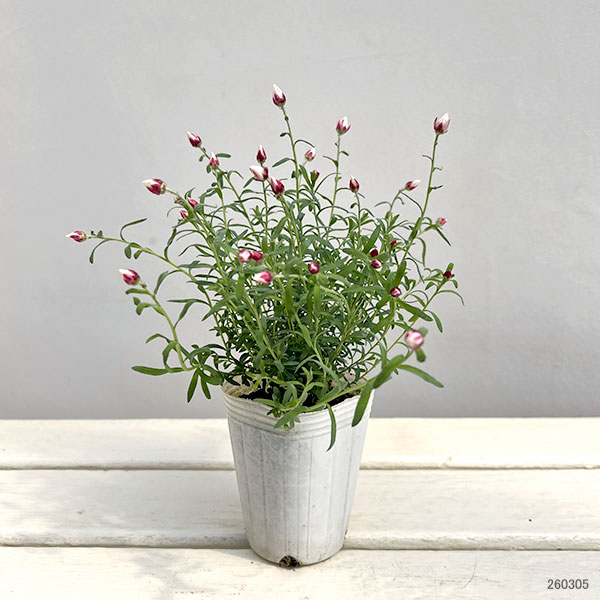 ペーパーカスケード2.5号ポット