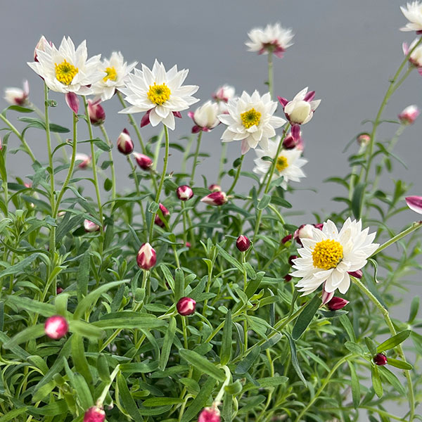 ペーパーカスケード2.5号ポット