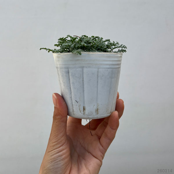 エロディウム：ナターシャ3号ポット