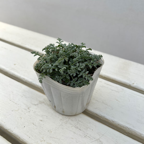 エロディウム：ナターシャ3号ポット