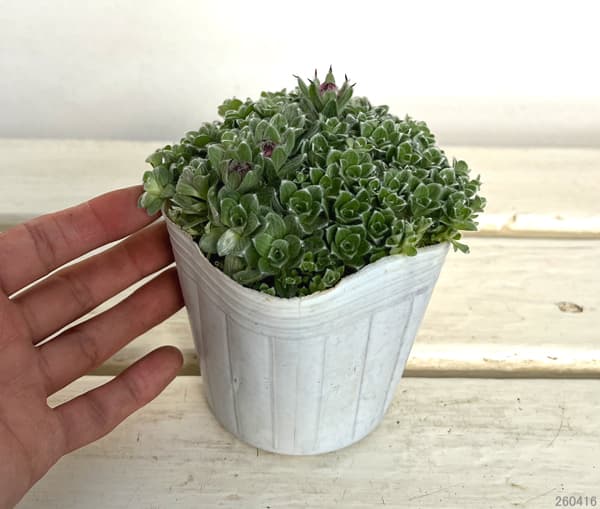 ヘリクリサム：ミルフォルディアエ3号ポット