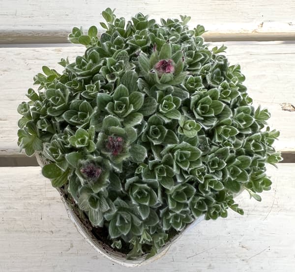 ヘリクリサム：ミルフォルディアエ3号ポット