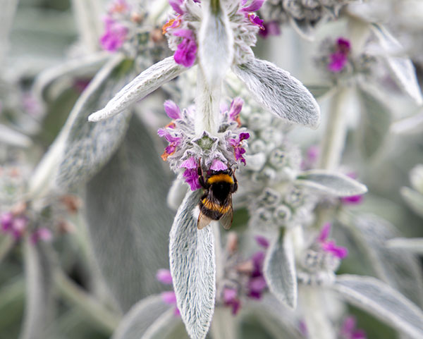 ラムズイヤー（スタキス）：ファービー2.5号ポット