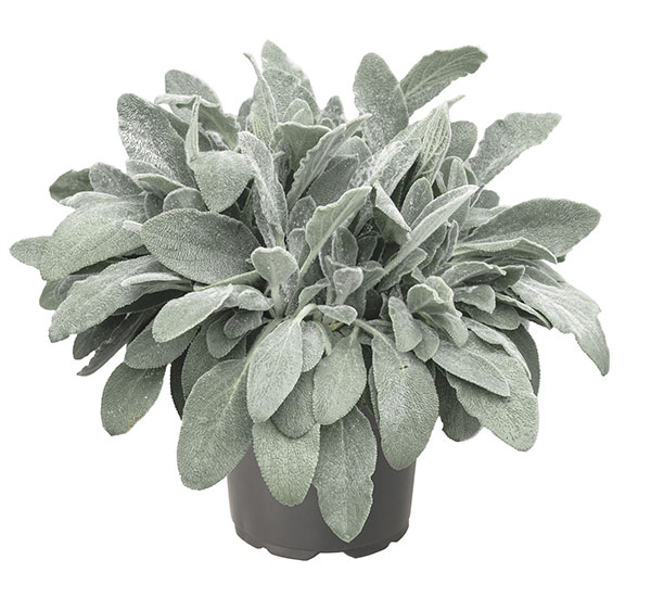 ラムズイヤー（スタキス）：ファービー2.5号ポット