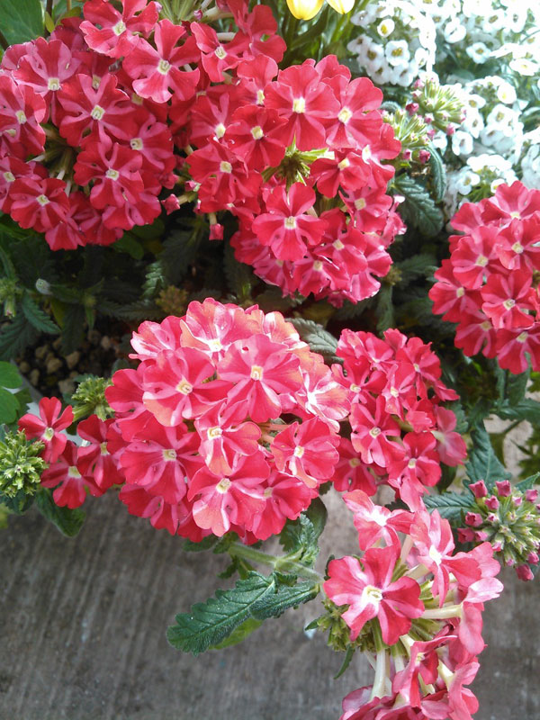 [26年3月中下旬予約]宿根バーベナ：ペティーナ　ココちゃん3.5号ポット