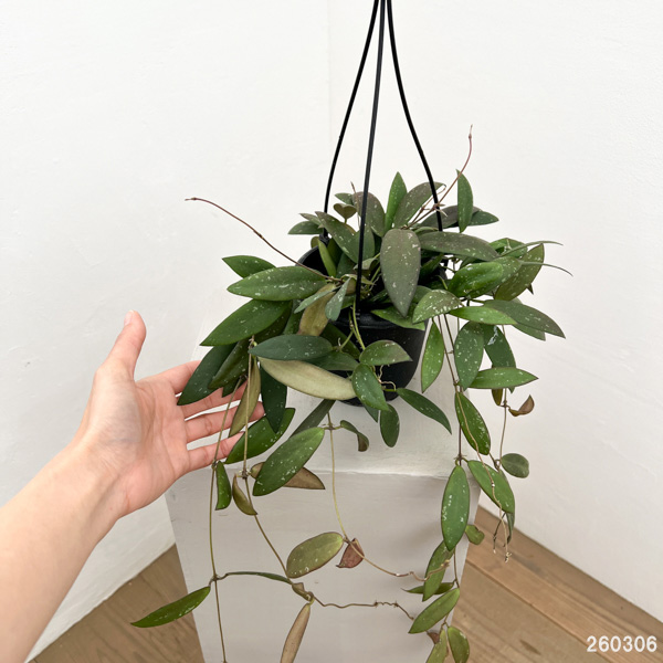 ホヤ:ドラゴンフライ 4号吊り鉢植え