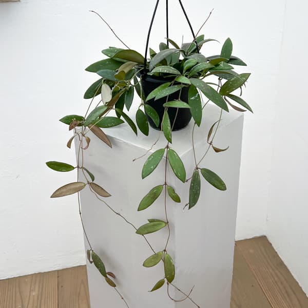 ホヤ:ドラゴンフライ 4号吊り鉢植え