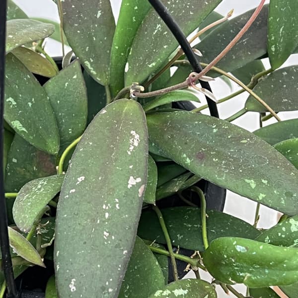 ホヤ:ドラゴンフライ 4号吊り鉢植え